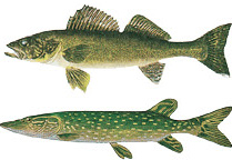 Walleye and Northern Pike